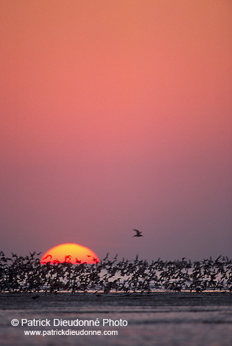 Waders at sunset - Limicoles au couchant - 17902