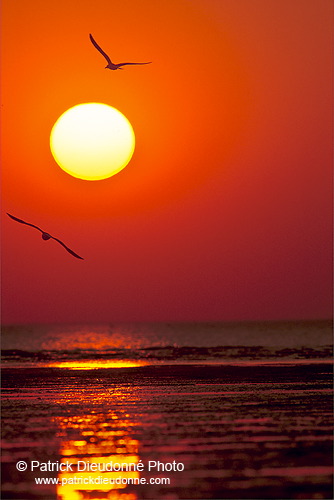 Waders at sunset - Limicoles au couchant - 17903