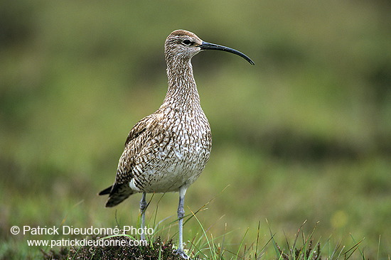 Whimbrel (Numenius phaeopus) - Courlis corlieu -  17908