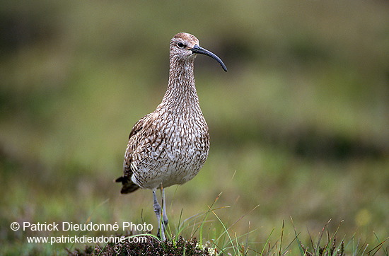 Whimbrel (Numenius phaeopus) - Courlis corlieu -  17909