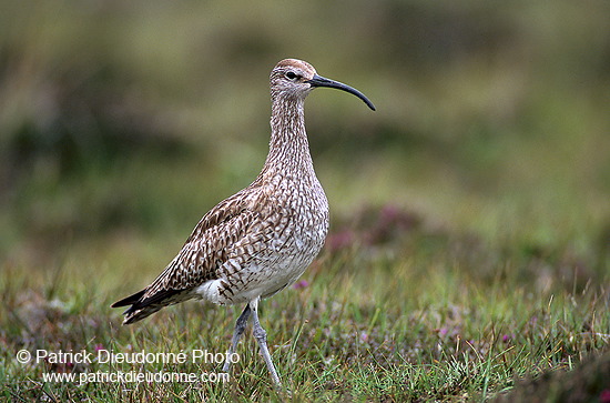 Whimbrel (Numenius phaeopus) - Courlis corlieu -  17910