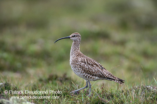 Whimbrel (Numenius phaeopus) - Courlis corlieu -  17911