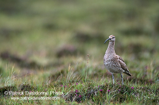 Whimbrel (Numenius phaeopus) - Courlis corlieu -  17912