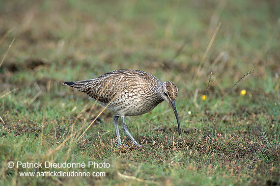 Whimbrel (Numenius phaeopus) - Courlis corlieu -  17914