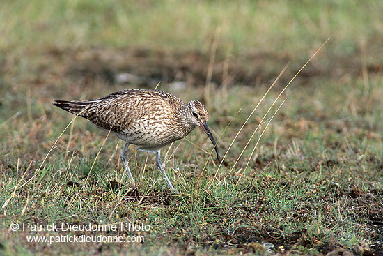 Whimbrel (Numenius phaeopus) - Courlis corlieu -  17915