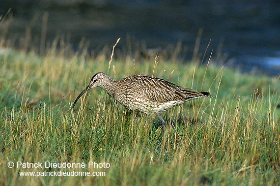 Whimbrel (Numenius phaeopus) - Courlis corlieu -  17916