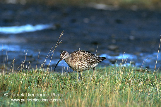 Whimbrel (Numenius phaeopus) - Courlis corlieu -  17917