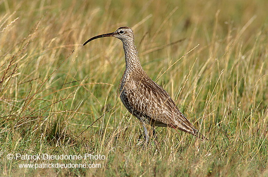 Whimbrel (Numenius phaeopus) - Courlis corlieu -  17918