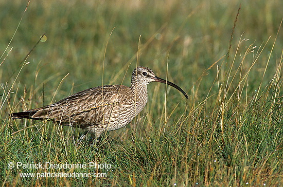 Whimbrel (Numenius phaeopus) - Courlis corlieu -  17919