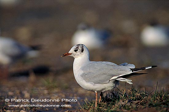 Gull (Black-headed) (Larus ridibundus) - Mouette rieuse 11978