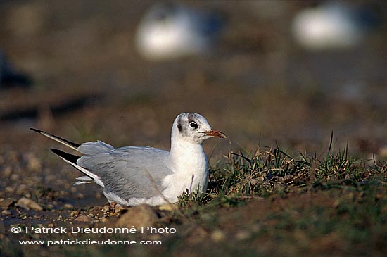 Gull (Black-headed) (Larus ridibundus) - Mouette rieuse 11980