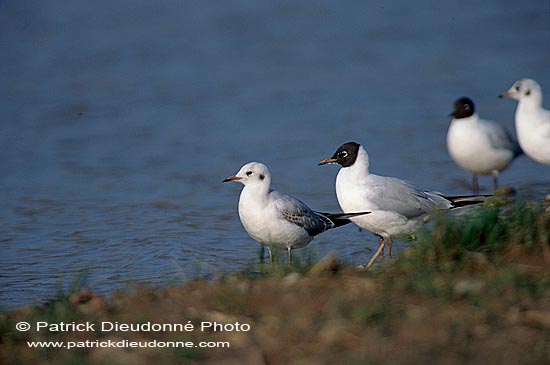 Gull (Black-headed) (Larus ridibundus) - Mouette rieuse 11982