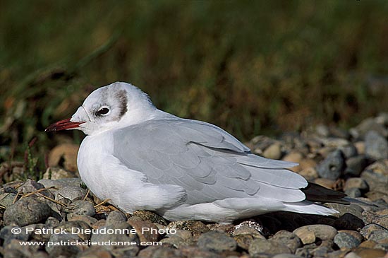 Gull (Black-headed) (Larus ridibundus) - Mouette rieuse 11983