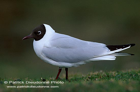 Gull (Black-headed) (Larus ridibundus) - Mouette rieuse 11992