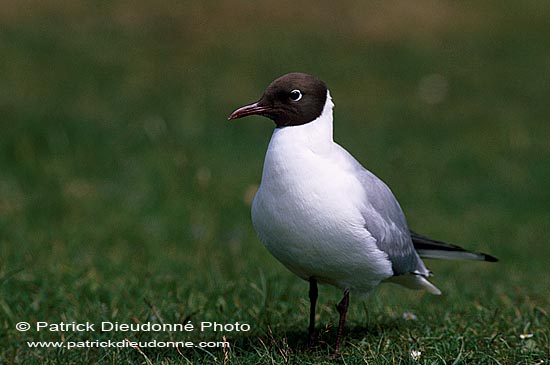 Gull (Black-headed) (Larus ridibundus) - Mouette rieuse 11993