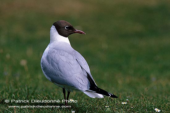 Gull (Black-headed) (Larus ridibundus) - Mouette rieuse 11994