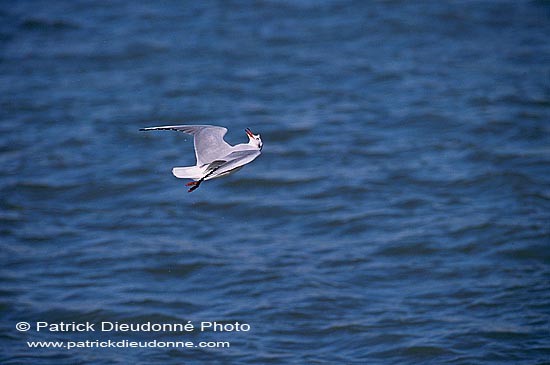 Gull (Black-headed) (Larus ridibundus) - Mouette rieuse 12002