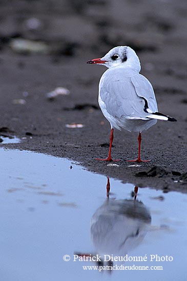 Gull (Black-headed) (Larus ridibundus) - Mouette rieuse 11985