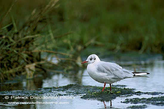 Gull (Black-headed) (Larus ridibundus) - Mouette rieuse 11988