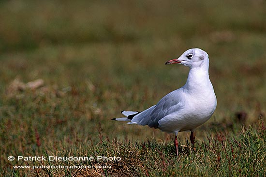 Gull (Black-headed) (Larus ridibundus) - Mouette rieuse 11989