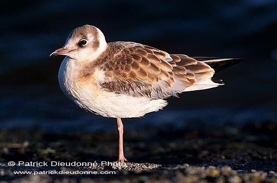 Gull (Black-headed) (Larus ridibundus) - Mouette rieuse 12005