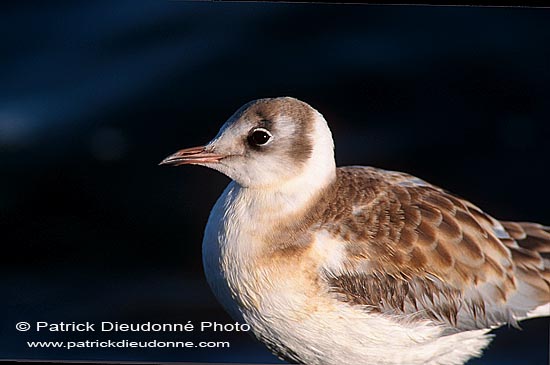 Gull (Black-headed) (Larus ridibundus) - Mouette rieuse 12009
