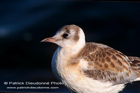 Gull (Black-headed) (Larus ridibundus) - Mouette rieuse 12009