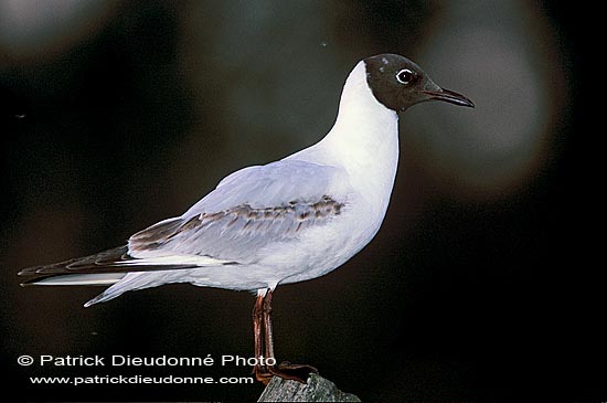 Gull (Black-headed) (Larus ridibundus) - Mouette rieuse 11999