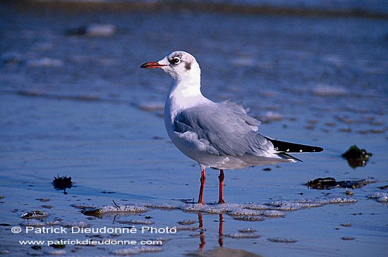 Gull (Black-headed) (Larus ridibundus) - Mouette rieuse 11991