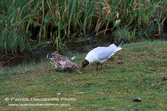 Gull (Black-headed) (Larus ridibundus) - Mouette rieuse 12011