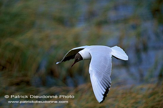 Gull (Black-headed) (Larus ridibundus) - Mouette rieuse 12004