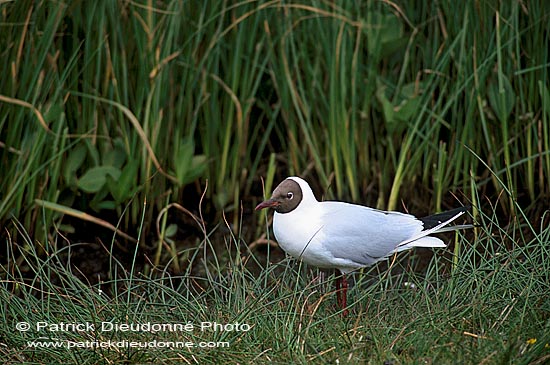 Gull (Black-headed) (Larus ridibundus) - Mouette rieuse 12012