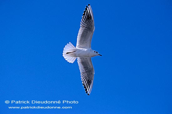 Gull (Black-headed) (Larus ridibundus) - Mouette rieuse 12003