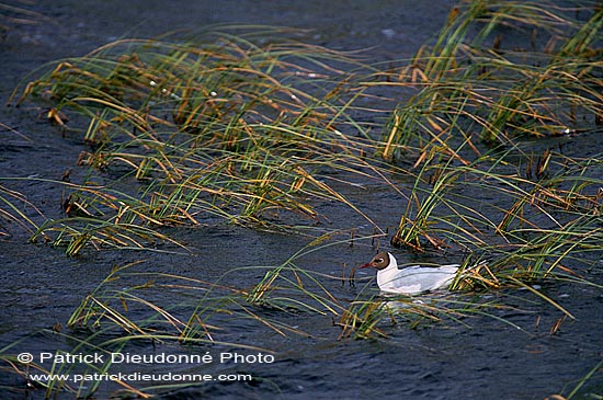 Gull (Black-headed) (Larus ridibundus) - Mouette rieuse 12014