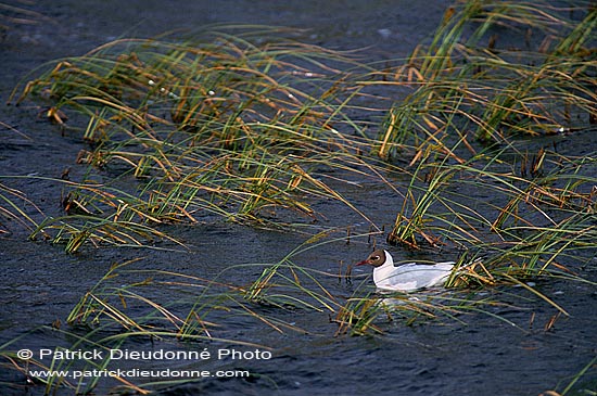 Gull (Black-headed) (Larus ridibundus) - Mouette rieuse 12014