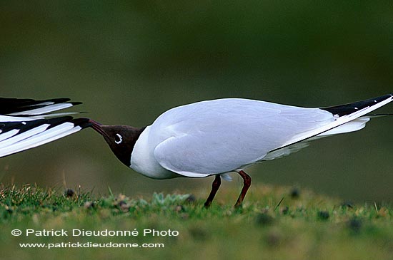 Gull (Black-headed) (Larus ridibundus) - Mouette rieuse 12013