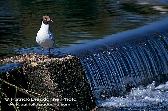 Gull (Black-headed) (Larus ridibundus) - Mouette rieuse 11995