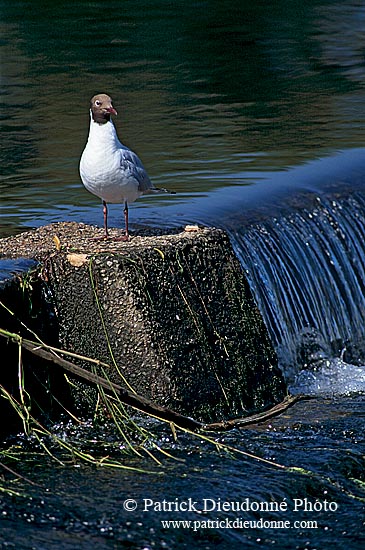 Gull (Black-headed) (Larus ridibundus) - Mouette rieuse 11996