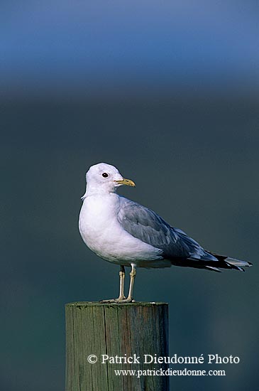 Gull (Common)(Larus canus) - Goéland cendré 11792