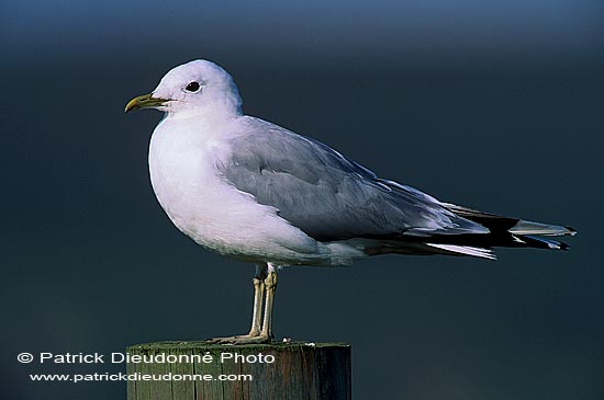 Gull (Common) (Larus canus) - Goéland cendré 11791