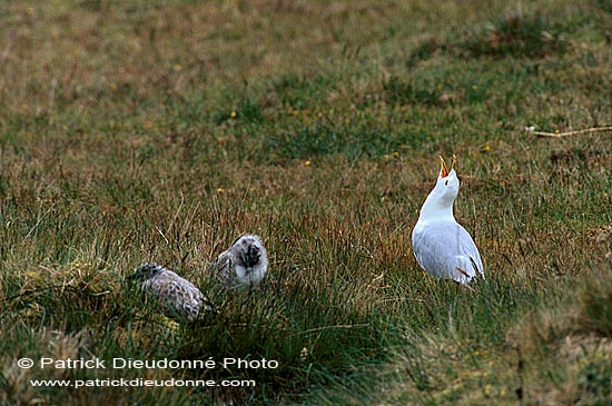 Gull (Common) (Larus canus) - Goéland cendré 11793