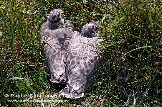 Gull (Common) (Larus canus) - Goéland cendré 11794