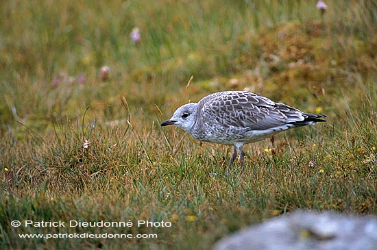 Gull (Common) (Larus canus) - Goéland cendré 11795