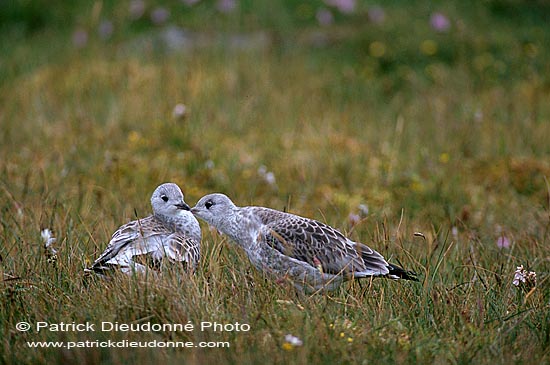 Gull (Common) (Larus canus) - Goéland cendré 11796