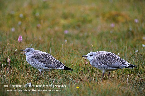 Gull (Common) (Larus canus) - Goéland cendré 11797