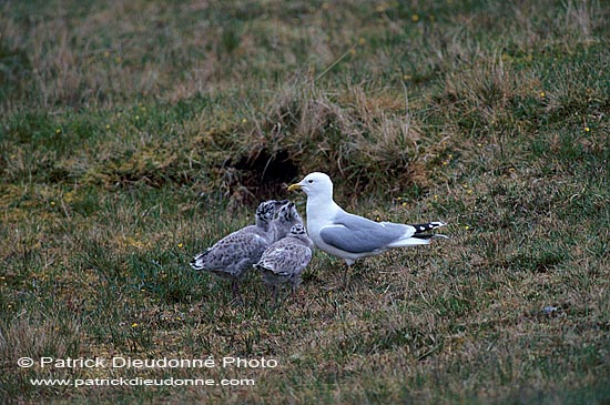 Gull (Common) (Larus canus) - Goéland cendré 11798