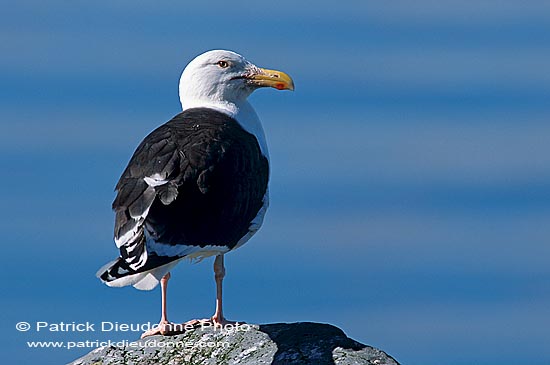 Gull (Great Black-backed Gull) (Larus marinus) - Goéland marin 11800