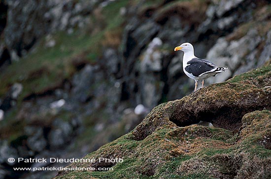 Gull (Great Black-backed Gull) (Larus marinus) - Goéland marin 1