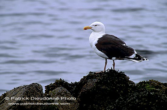 Gull (Great Black-backed Gull) (Larus marinus) - Goéland marin 1