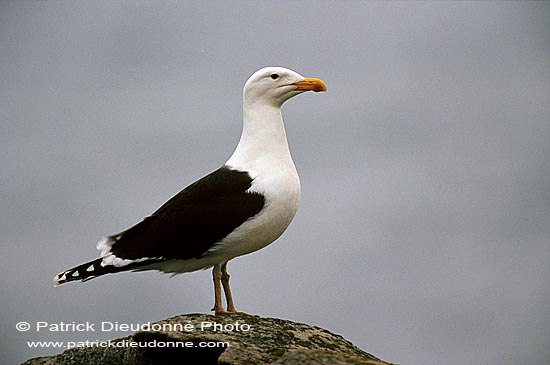 Gull (Great Black-backed Gull) (Larus marinus) - Goéland marin 1